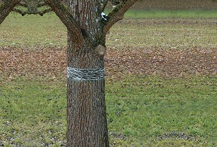 Raupen-u.Ameisenleimring 5x5cm Natural Control Swissinno Solution