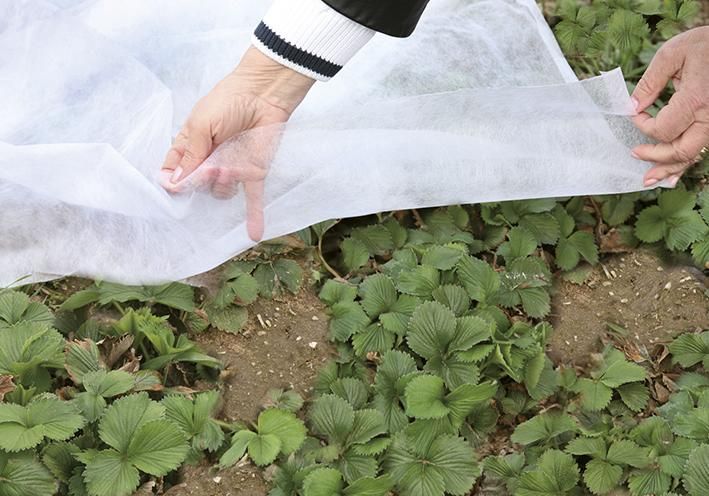 Garten-/Wintervlies Clas.50x2m,weiß Rolle 17g/m2