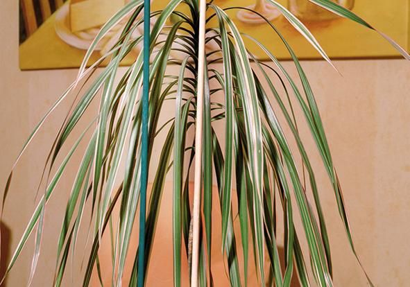 Splittstab natur Ø 4-4,5mm 50cm 10er Bund Floraworld