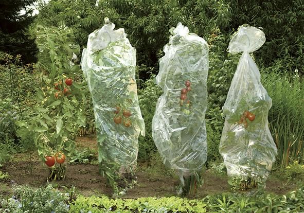 Tomatenreifefolie Classic10x0,65m,Endlosschlauch gel. gel.