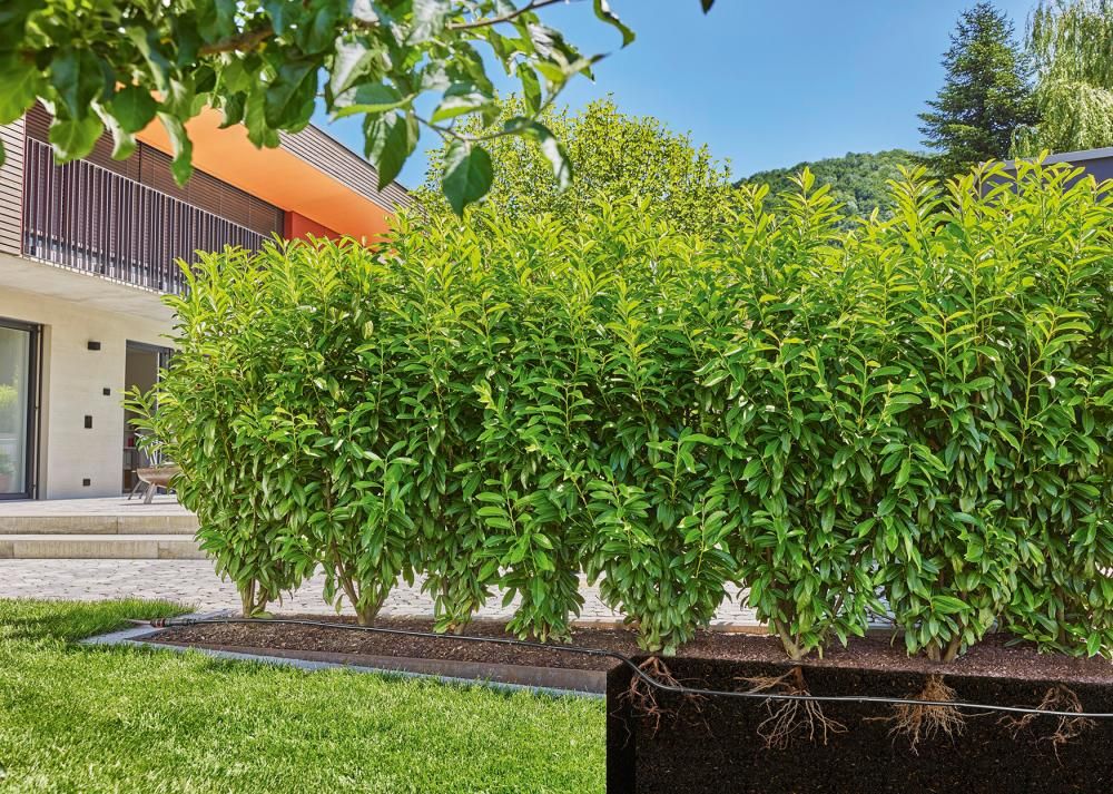 Tropfwässerung-Set Hecke/Sträucher (25 m)
